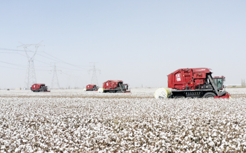  Cuatro cosechadoras de algodón rojas con la marca china 'FMWorld' están trabajando en un campo de algodón con grandes fardos redondos de algodón cosechado.