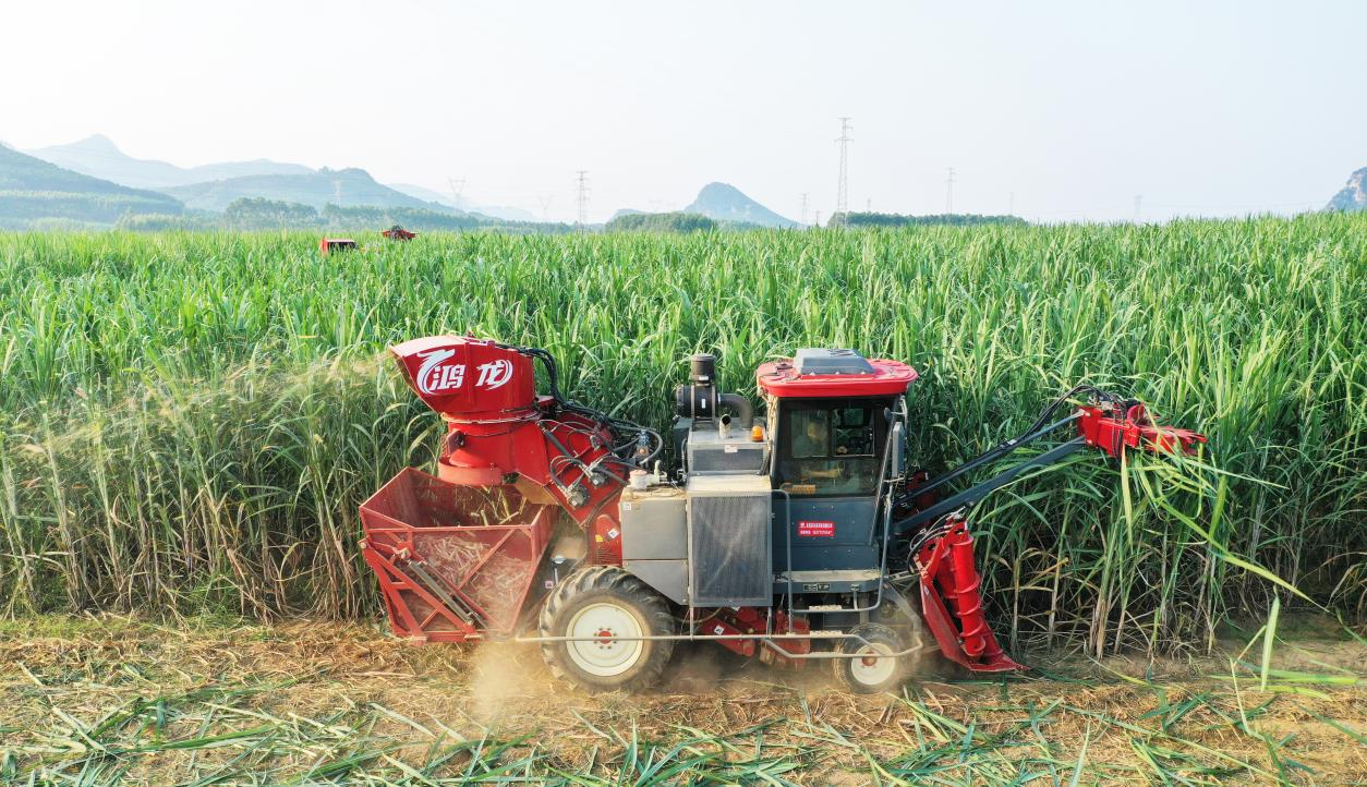 La tecnología potencia la 'industria dulce': la fabricación inteligente china lidera una nueva revolución en la cosecha de caña de azúcar en Tailandia——FMWORLD logra entregas anuales récord en el mercado tailandés